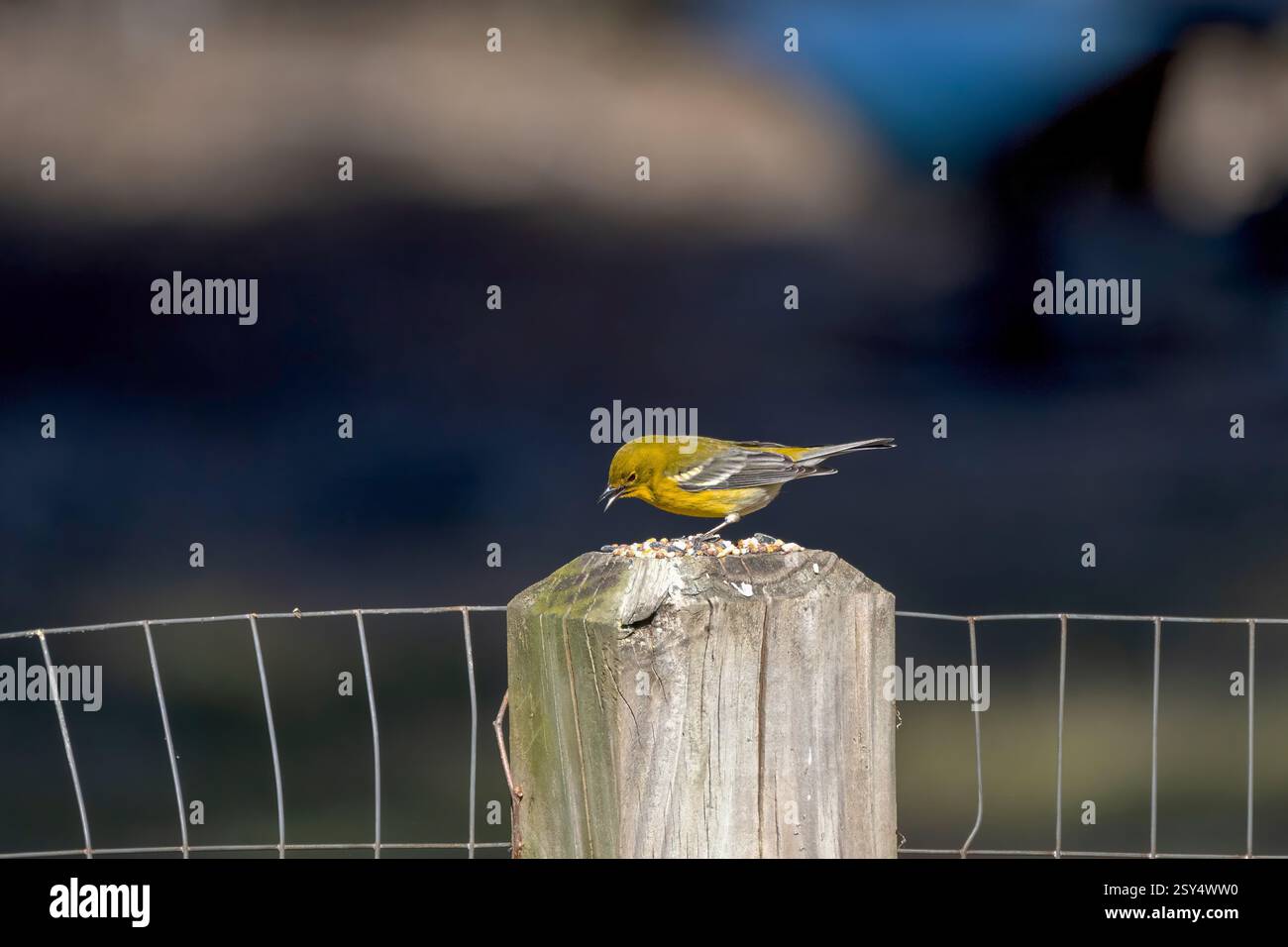 Der Kiefernwurm (Setophaga pinus) im Garten. Es ist ein kleiner amerikanischer singvogel. Ihre Brutgebiete sind offene Kiefernwälder im östlichen Norden von Ameri Stockfoto