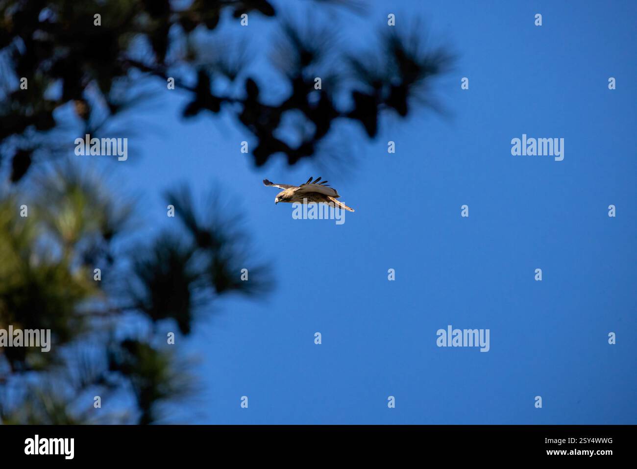 Der Rotschwanzfalke (Buteo jamaicensis) im Flug Stockfoto