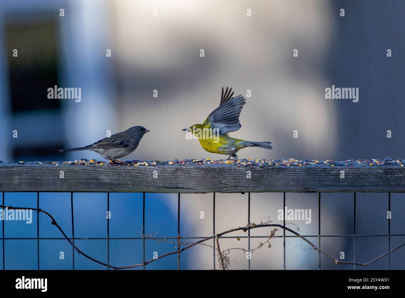 Der dunkeläugige Junco (Junco hyemalis) und der Kiefernwurmler (Setophaga pinus) im Garten. Stockfoto