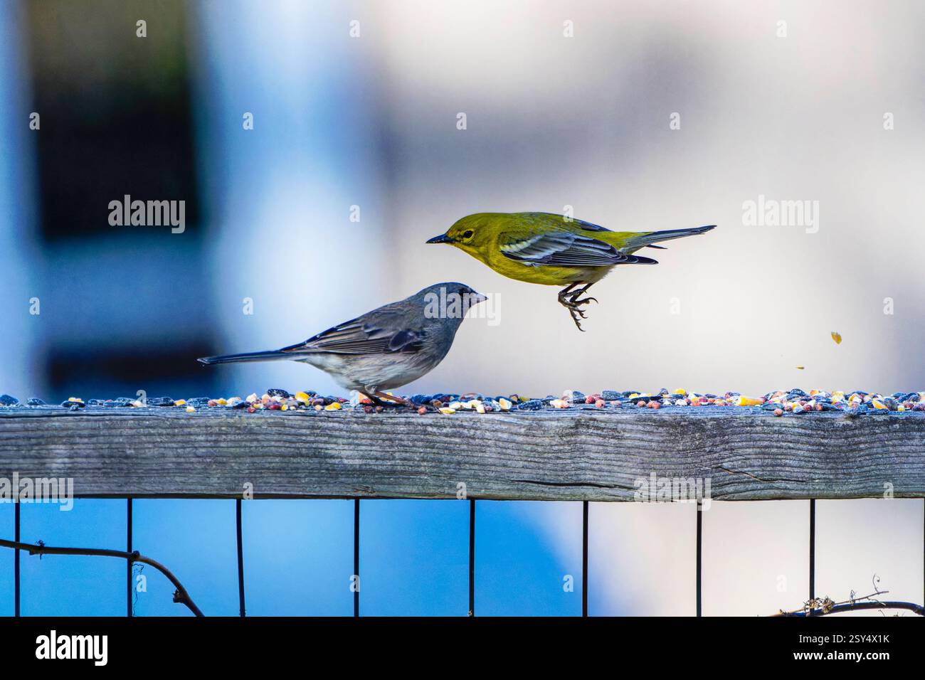 Der dunkeläugige Junco (Junco hyemalis) und der Kiefernwurmler (Setophaga pinus) im Garten. Stockfoto