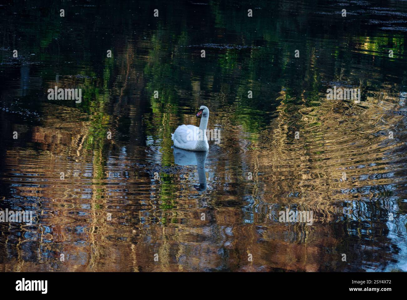 Die Wellen breiten sich über die Oberfläche des St Just Creek aus, während ein stummer Schwan in der Dezembersonne ruhig unter der Pfarrkirche St. Just in Roseland, Cornwall, England, gleitet. Der Gezeitenbach auf der Halbinsel Roseland ist ein Einlass der Flussmündung des Flusses FAL, der zu den Carrick Roads und dem offenen Meer führt. Stockfoto