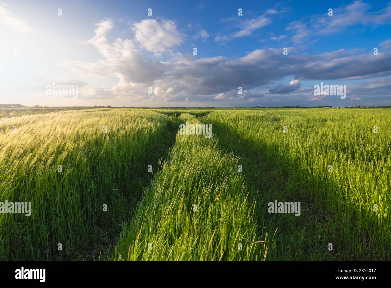 Ein grünes Feld mit Gerste für die Lebensmittelproduktion in den Niederlanden bei Sonnenuntergang mit Linien im Vordergrund und schönen Wolken Stockfoto