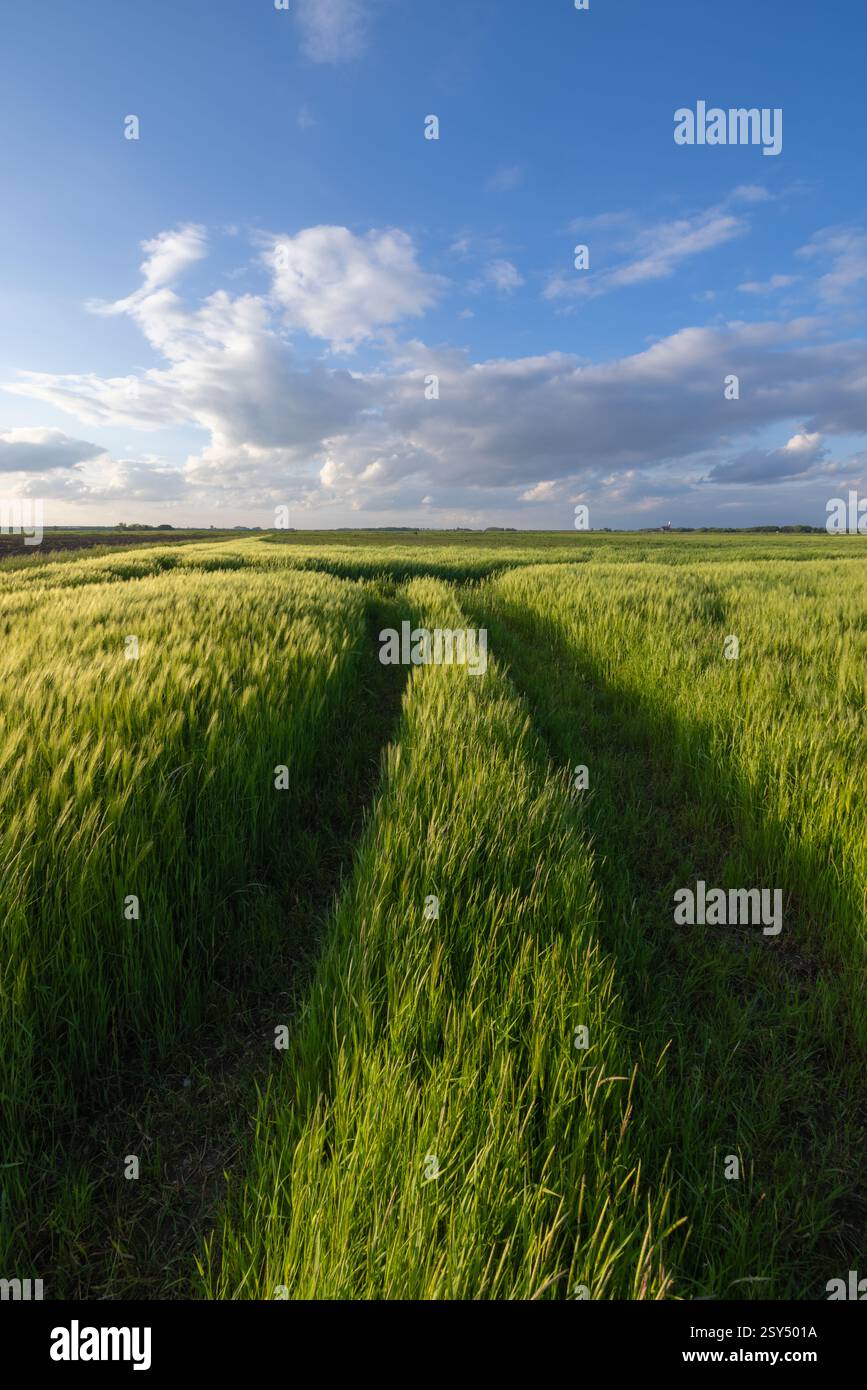 Ein grünes Feld mit Gerste für die Lebensmittelproduktion in den Niederlanden bei Sonnenuntergang mit Linien im Vordergrund und schönen Wolken Stockfoto