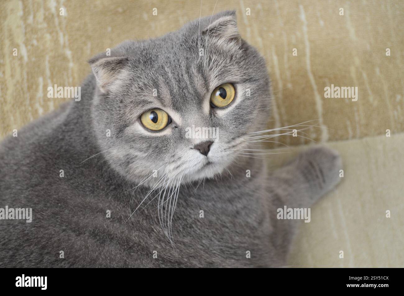 Graue Schottische Faltkatze Sitzend. Stockfoto