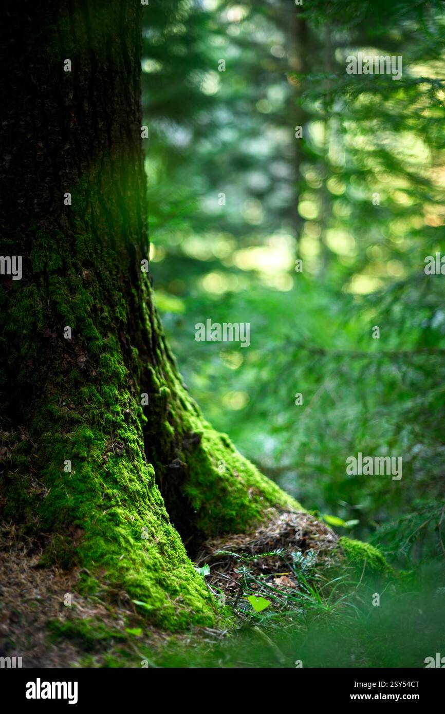Üppiges grünes Moos bedeckt die Wurzeln eines alten Baumes in einer Waldlandschaft. Hintergrund des natürlichen Waldes Stockfoto