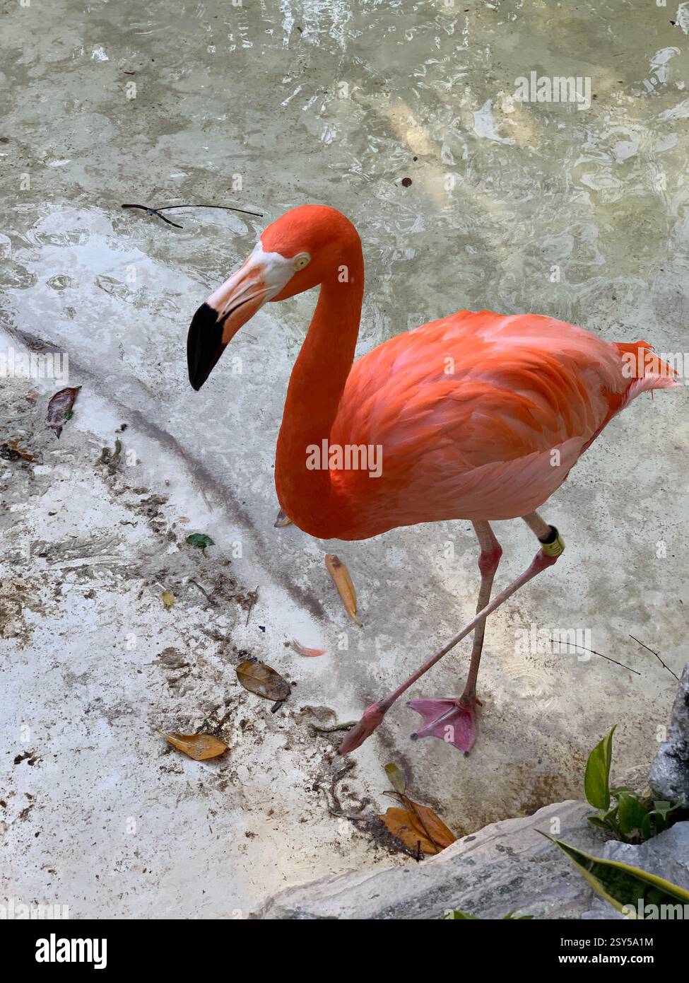 Ein leuchtender rosafarbener Flamingo, der durch kristallklares Wasser weht, umgeben von üppigen grünen Pflanzen, mit eleganten langen Beinen und geschwungenem Schnabel. - Smartphone-aufgenommenes Stockfoto