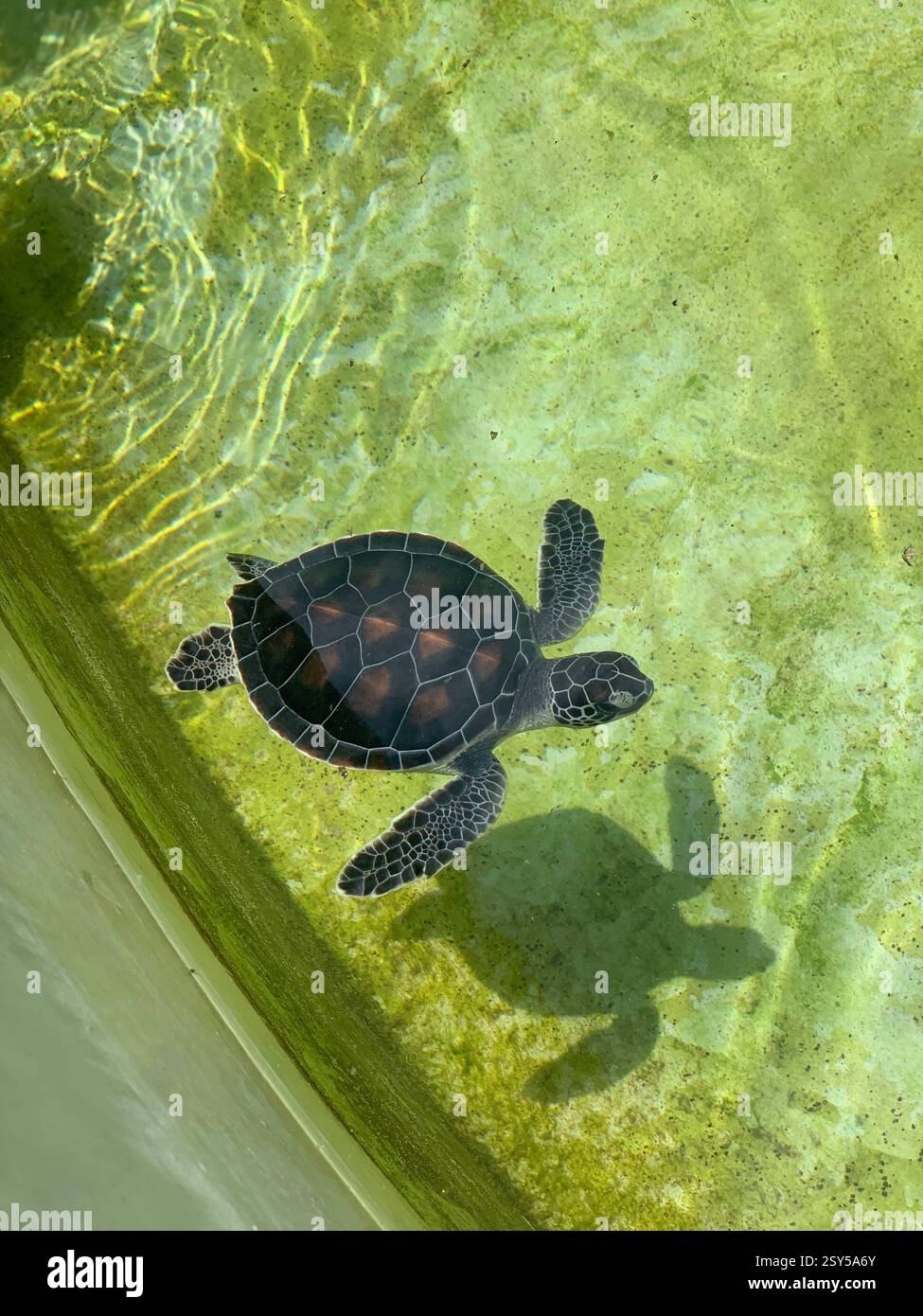 Niedliche Baby-Meeresschildkröten schwimmen im klaren, flachen Wasser, ihre dunklen Muscheln glitzern im Sonnenlicht, während sie ihren aquatischen Lebensraum erkunden - Smartphone-aufgenommenes Stockfoto