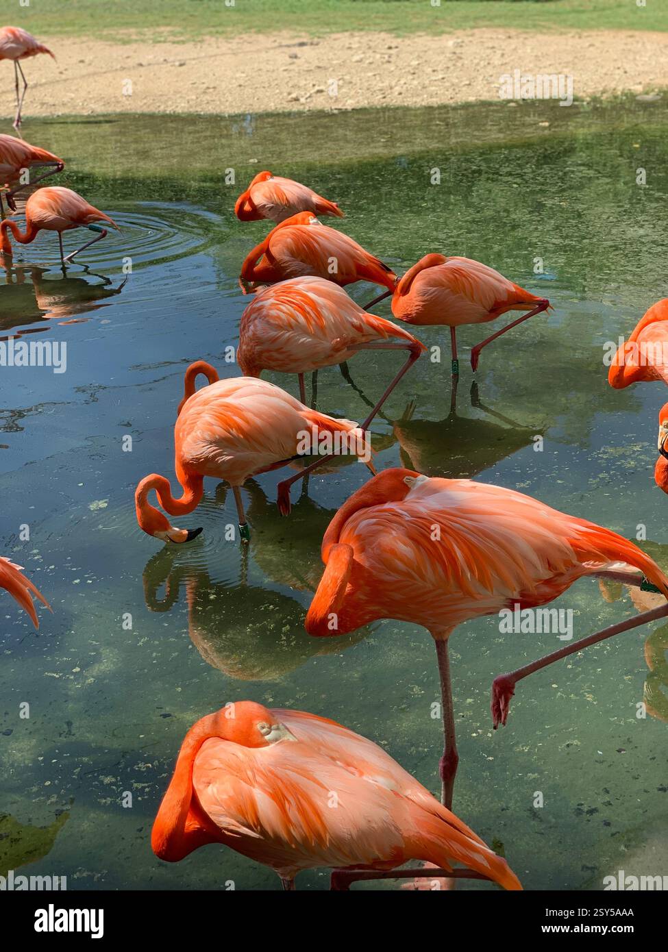 Ein leuchtender rosafarbener Flamingo, der durch kristallklares Wasser weht, umgeben von üppigen grünen Pflanzen, mit eleganten langen Beinen und geschwungenem Schnabel. - Smartphone-aufgenommenes Stockfoto