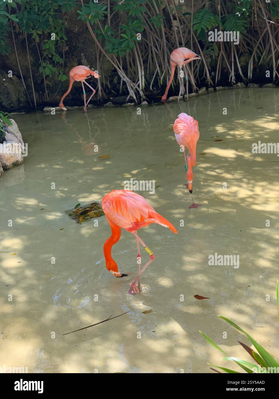 Ein leuchtender rosafarbener Flamingo, der durch kristallklares Wasser weht, umgeben von üppigen grünen Pflanzen, mit eleganten langen Beinen und geschwungenem Schnabel. - Smartphone-aufgenommenes Stockfoto