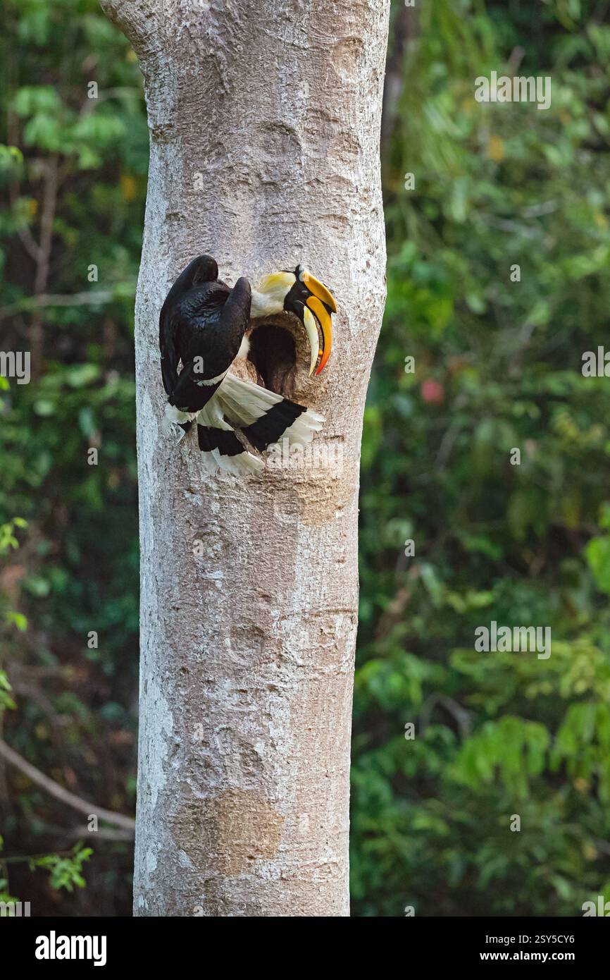 Großer Nashornvogel, großer indischer Nashornvogel, Nashornvogel, Concave-Casqued-Nashornvogel, großer Rattenhornvogel (Buceros bicornis), männlicher, der mit Essen hockt Stockfoto