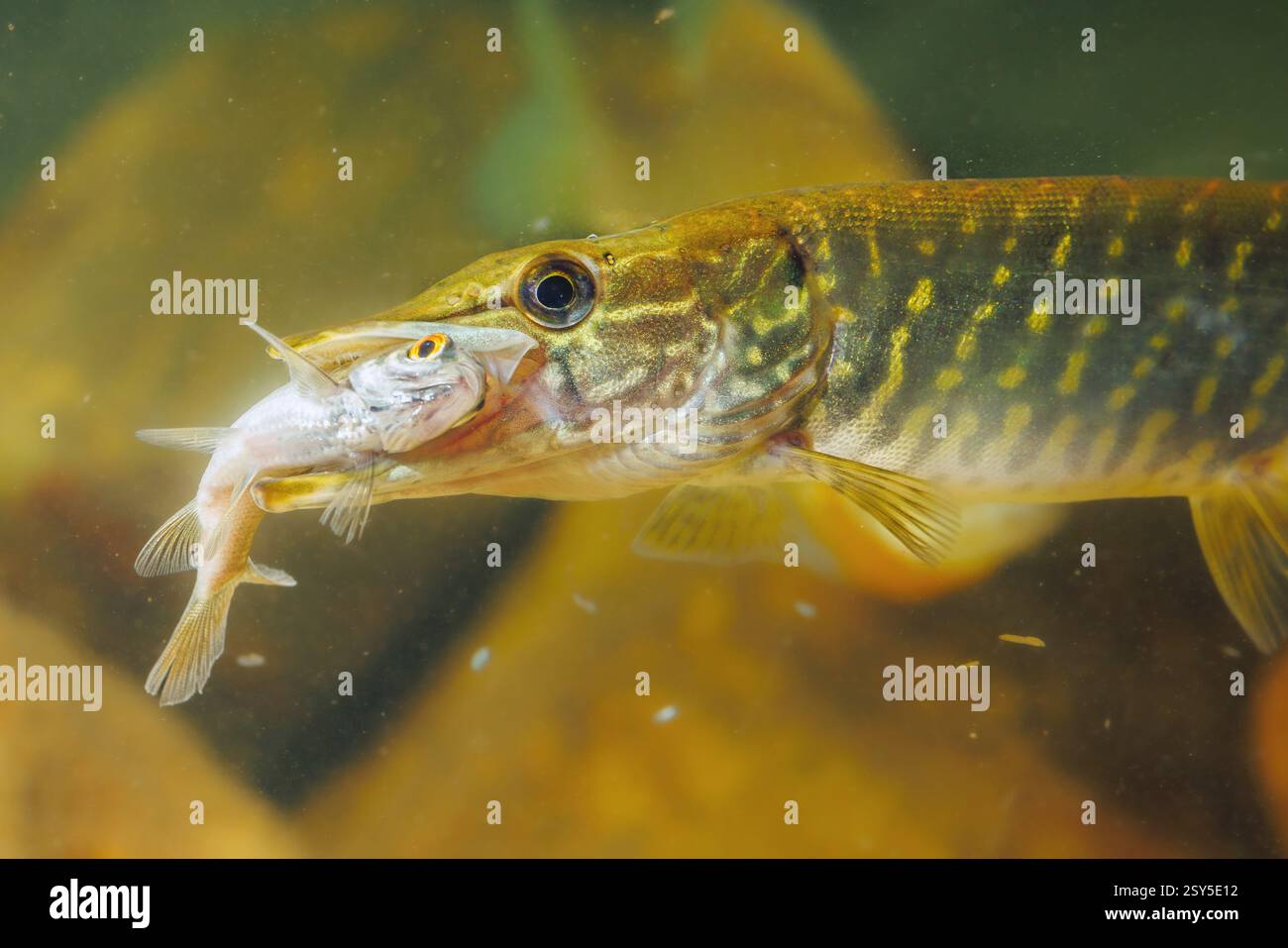 hecht, Nordhecht (Esox lucius), 4 Monate alt, Fang von Rotaugen, Deutschland Stockfoto