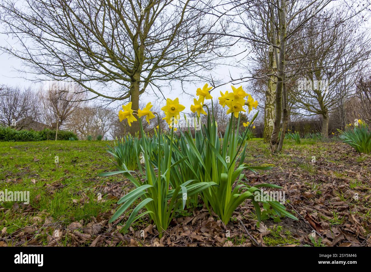 Gelbe Trompeten-Narzissen im Frühling, die wild wachsen Stockfoto