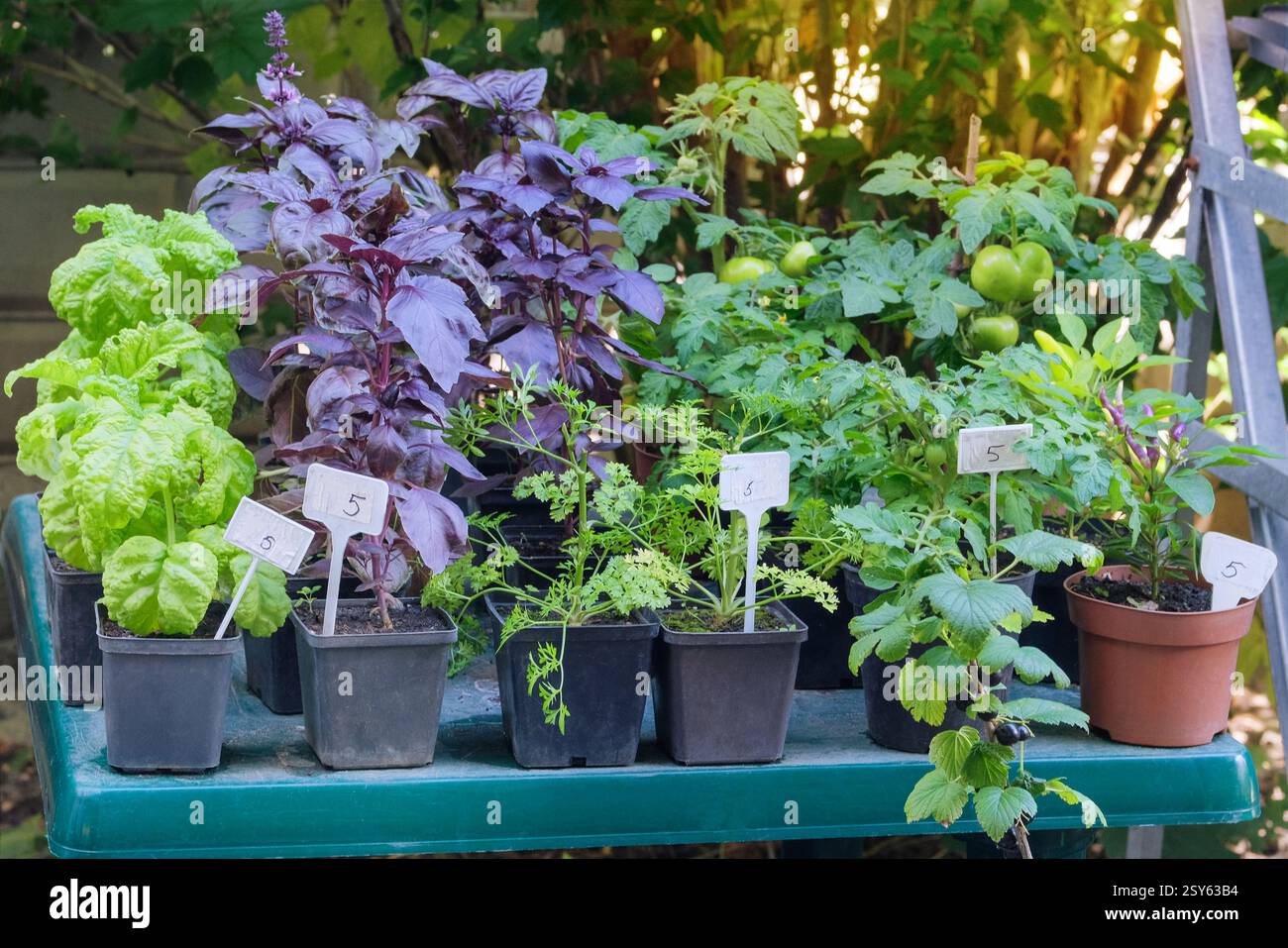 Setzlinge in Töpfen auf dem lokalen Markt. Basilikum, Petersilie, Tomaten und Pfeffer wachsen im rustikalen Laden. Vielfalt der Setzlinge. Hüttengarten. Stockfoto