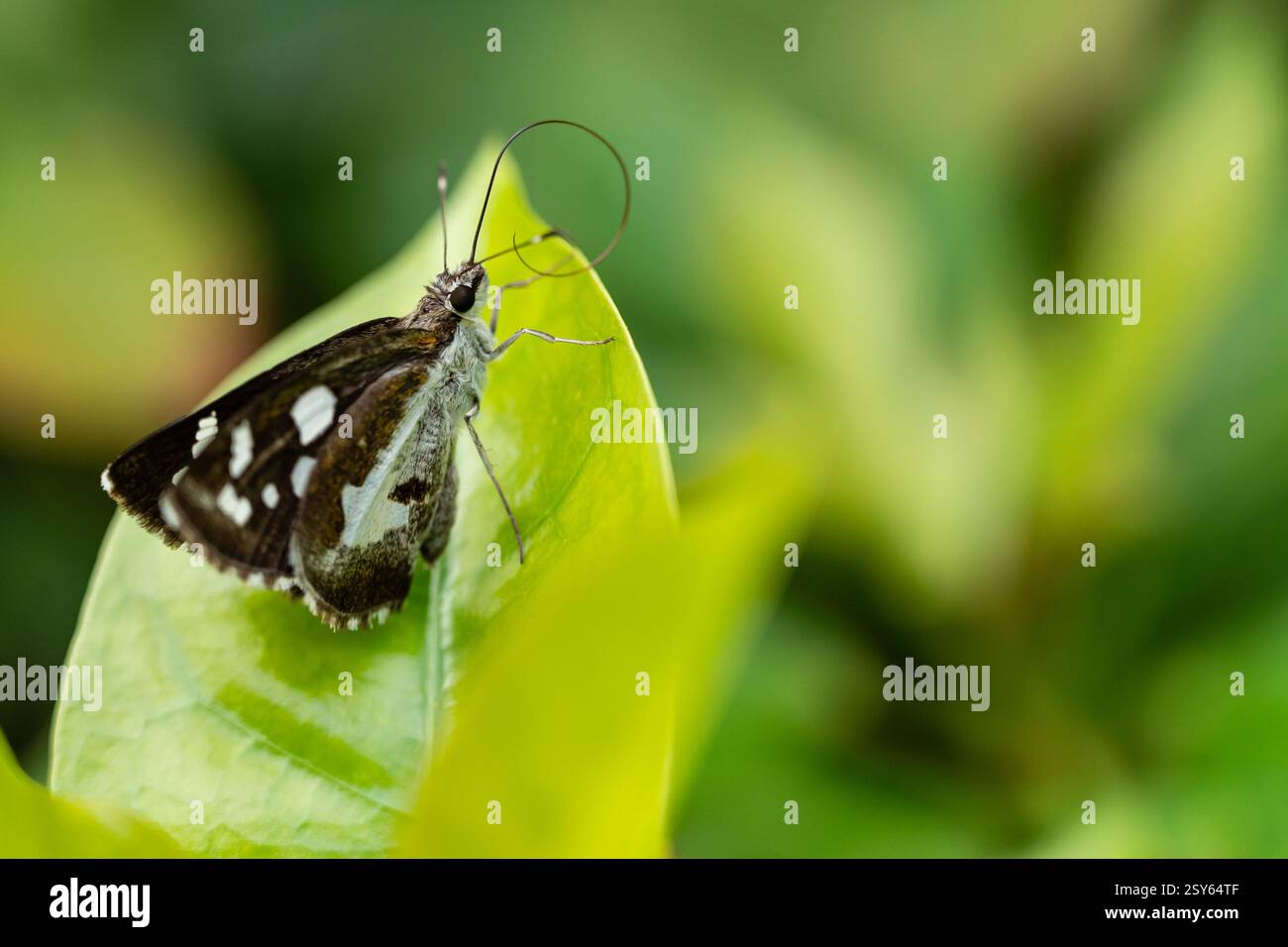 Silberfleckiger Skipper Schmetterling auf grünem Blatt, Nahaufnahme Makro Stockfoto