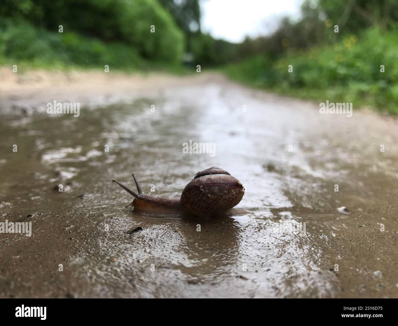 Eine Schnecke kriecht nach Regen auf einer nassen Straße zu ihrem Zuhause. Hochwertige Fotos Stockfoto