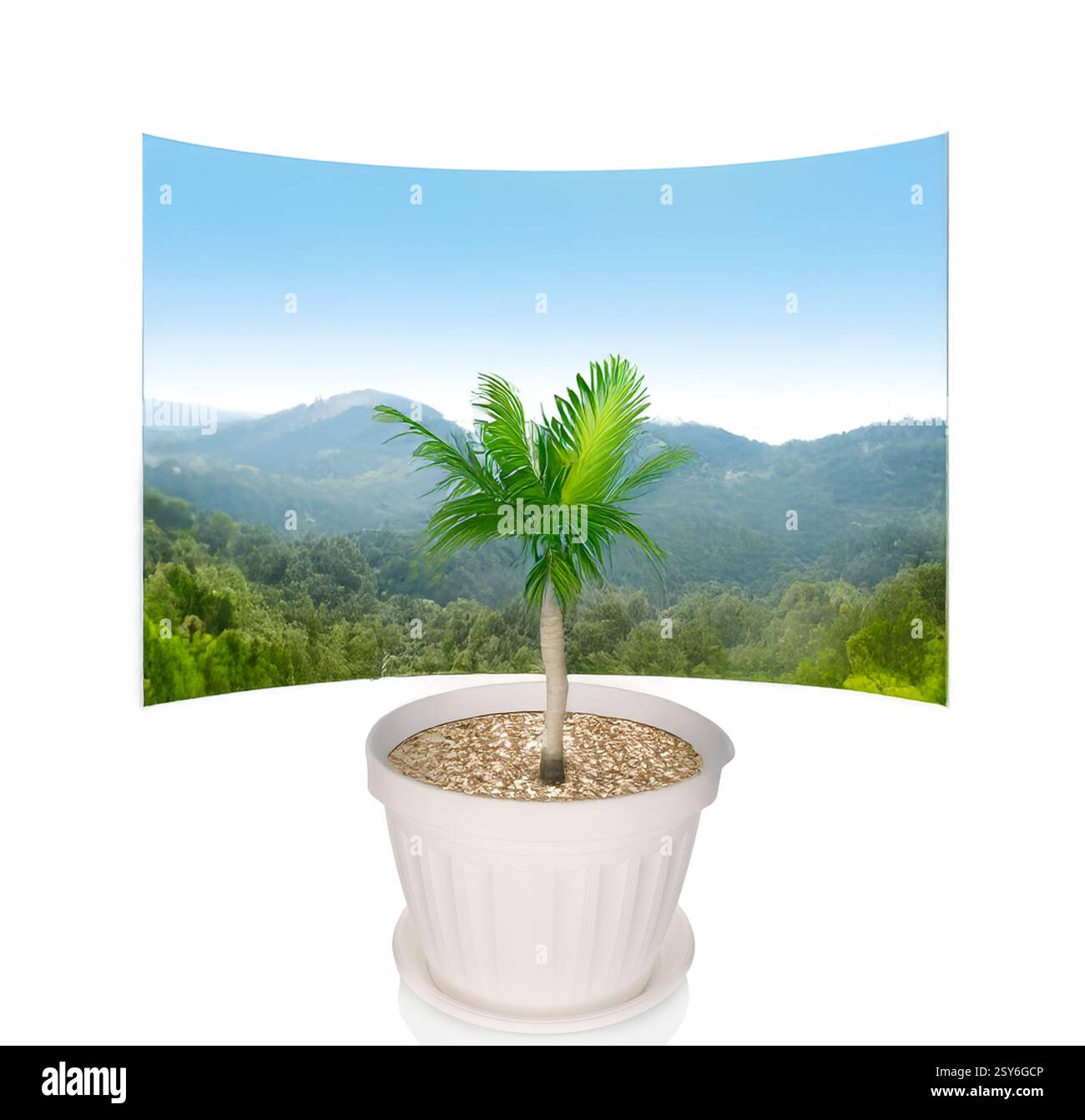 Palme in den Himmel Stockfoto