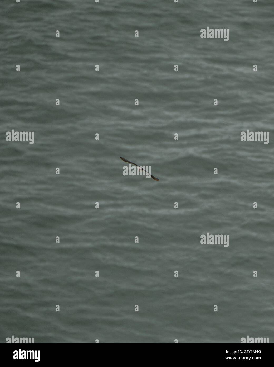Ein Atlantischer Papageientaucher gleitet über dem Meer bei Dyrhólaey, Südisland, mit voll ausgestreckten Flügeln Stockfoto