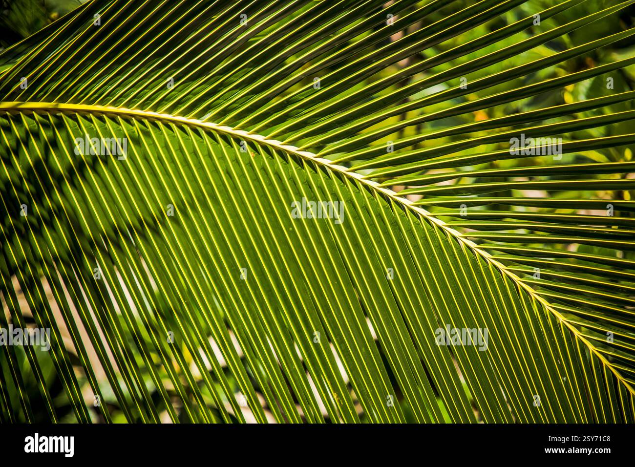 Blatt einer Palme. Das Blatt ist grün und hat eine braune Spitze. Das Blatt ist lang und dünn Stockfoto
