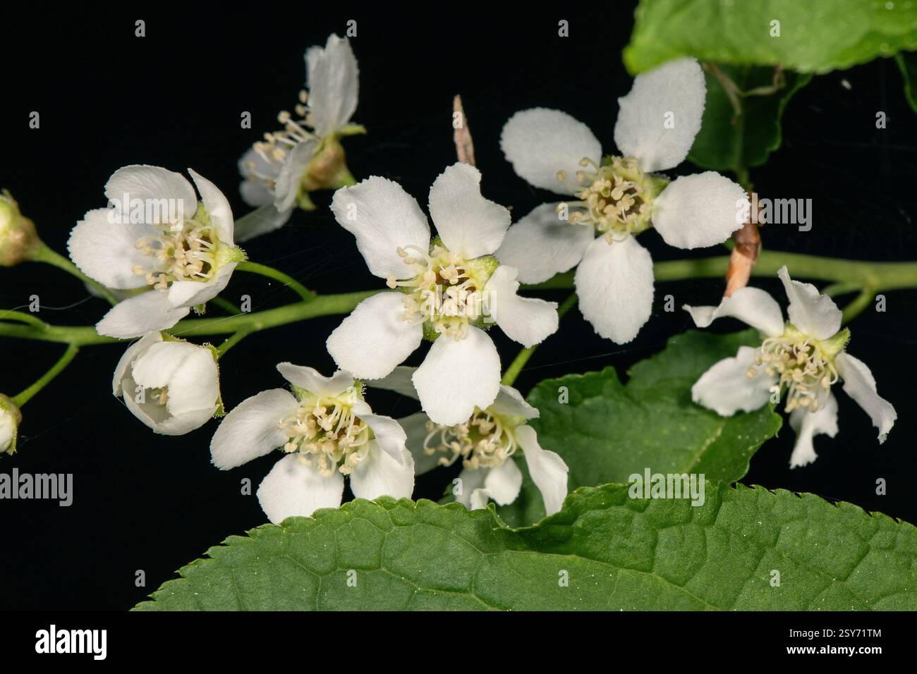 Bird Cherry blüht Stockfoto