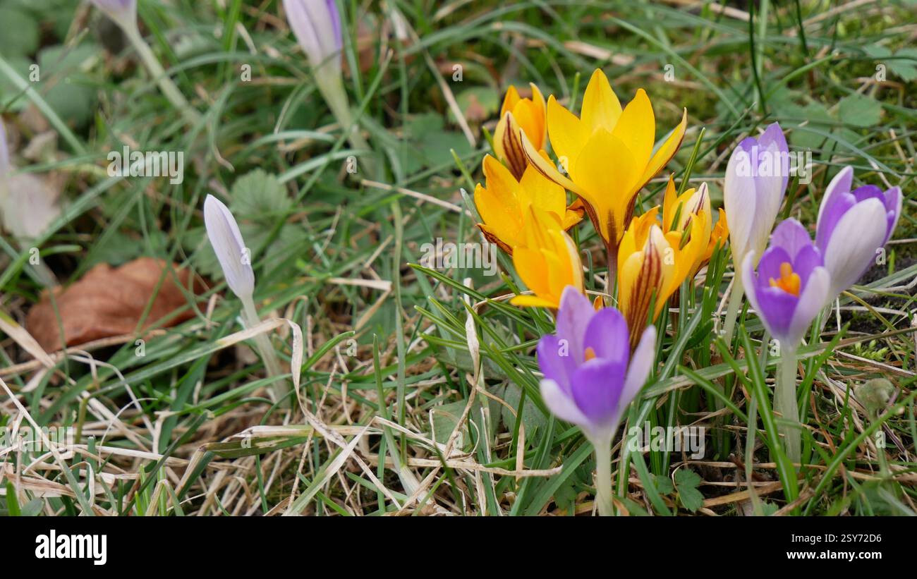 Botanischen Garten Stockfoto