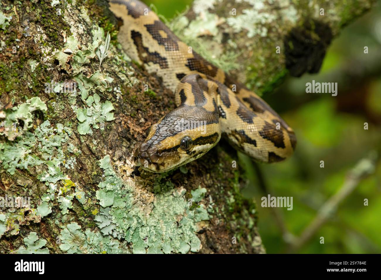 Eine wunderschöne Python aus dem südlichen Afrika (Python natalensis) in einem Baum, in freier Wildbahn Stockfoto
