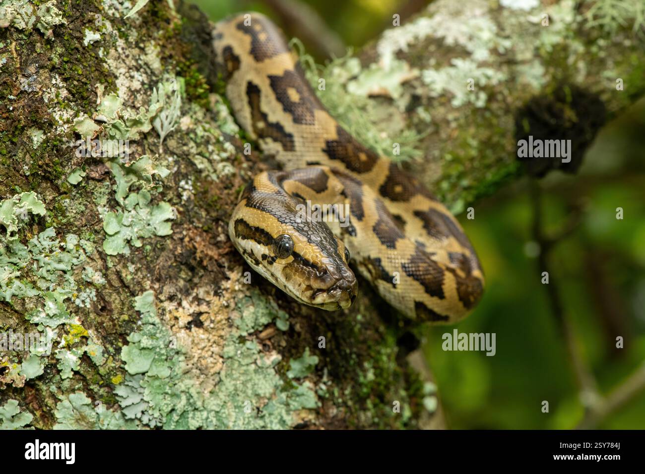 Eine wunderschöne Python aus dem südlichen Afrika (Python natalensis) in einem Baum, in freier Wildbahn Stockfoto