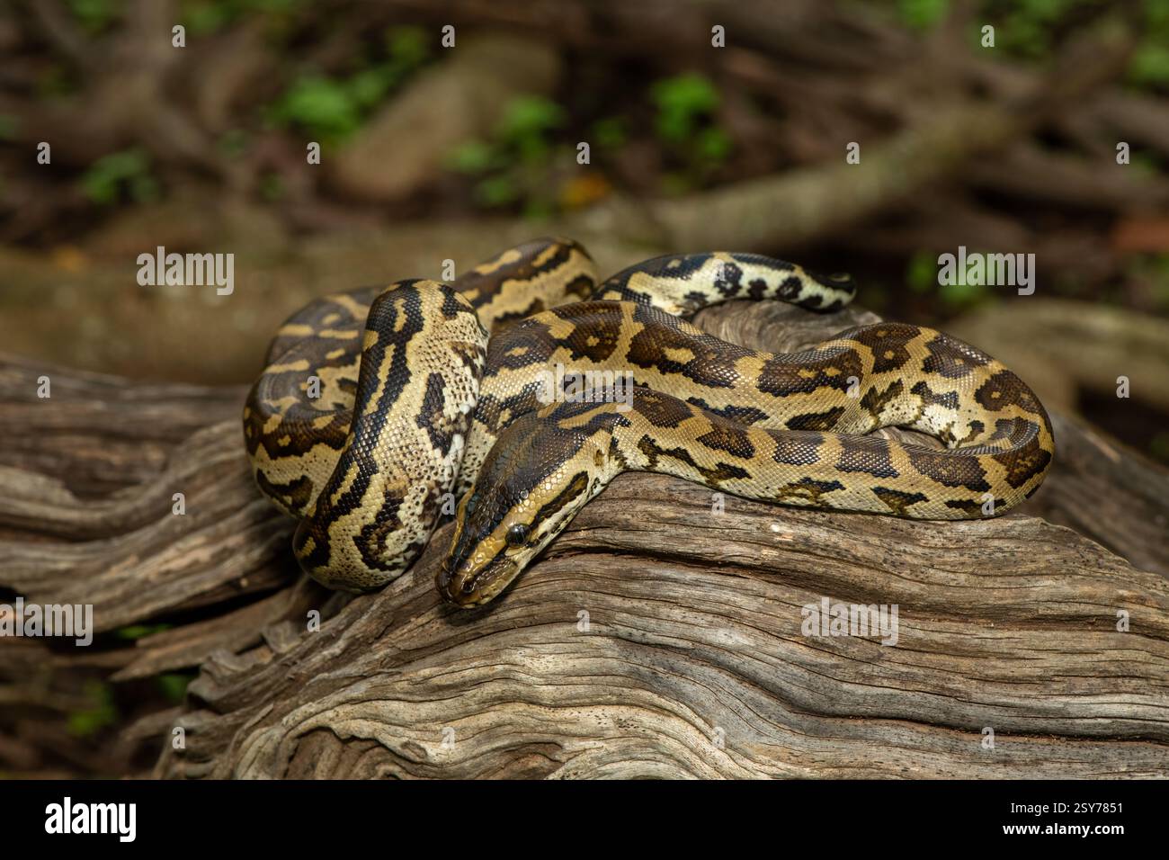 Eine wunderschöne Python aus dem südlichen Afrika (Python natalensis) in einem Baum, in freier Wildbahn Stockfoto