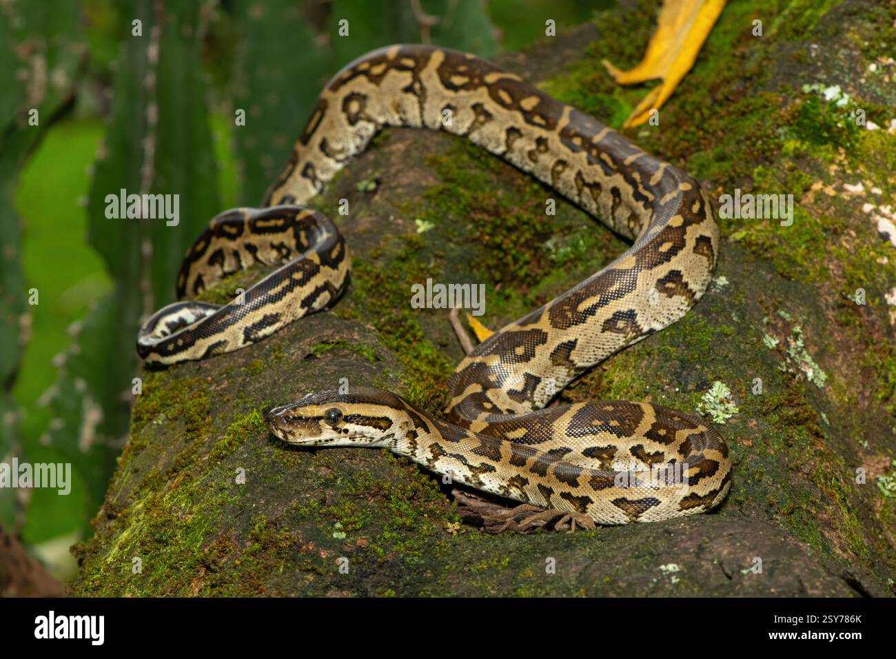 Eine wunderschöne Python aus dem südlichen Afrika (Python natalensis) in einem Baum, in freier Wildbahn Stockfoto