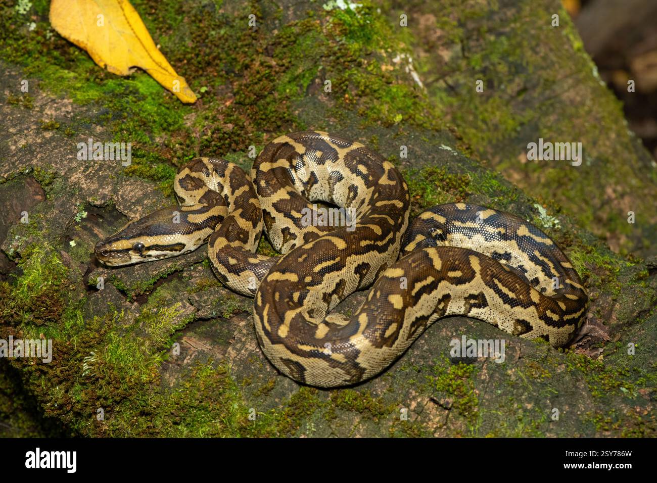Eine wunderschöne Python aus dem südlichen Afrika (Python natalensis) in einem Baum, in freier Wildbahn Stockfoto