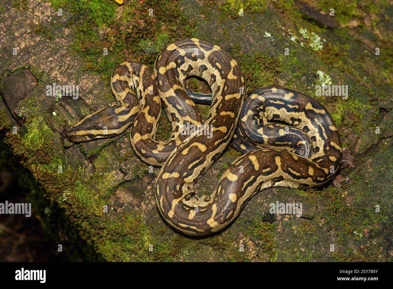 Eine wunderschöne Python aus dem südlichen Afrika (Python natalensis) in einem Baum, in freier Wildbahn Stockfoto