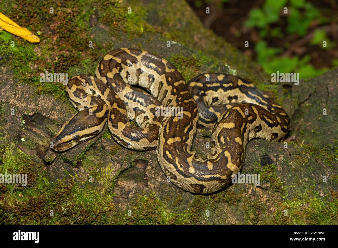 Eine wunderschöne Python aus dem südlichen Afrika (Python natalensis) in einem Baum, in freier Wildbahn Stockfoto