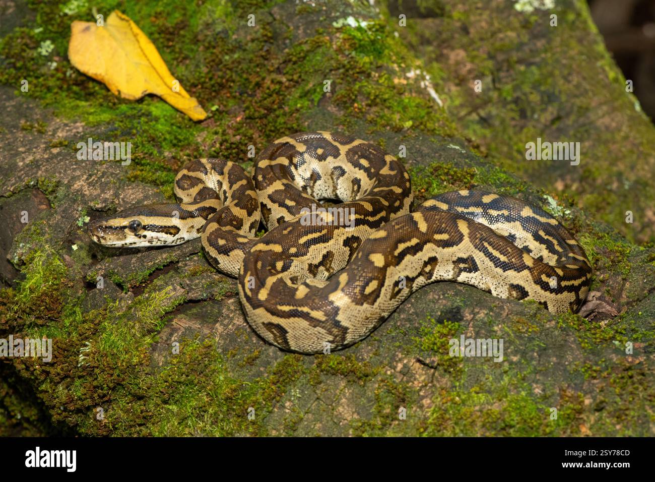 Eine wunderschöne Python aus dem südlichen Afrika (Python natalensis) in einem Baum, in freier Wildbahn Stockfoto