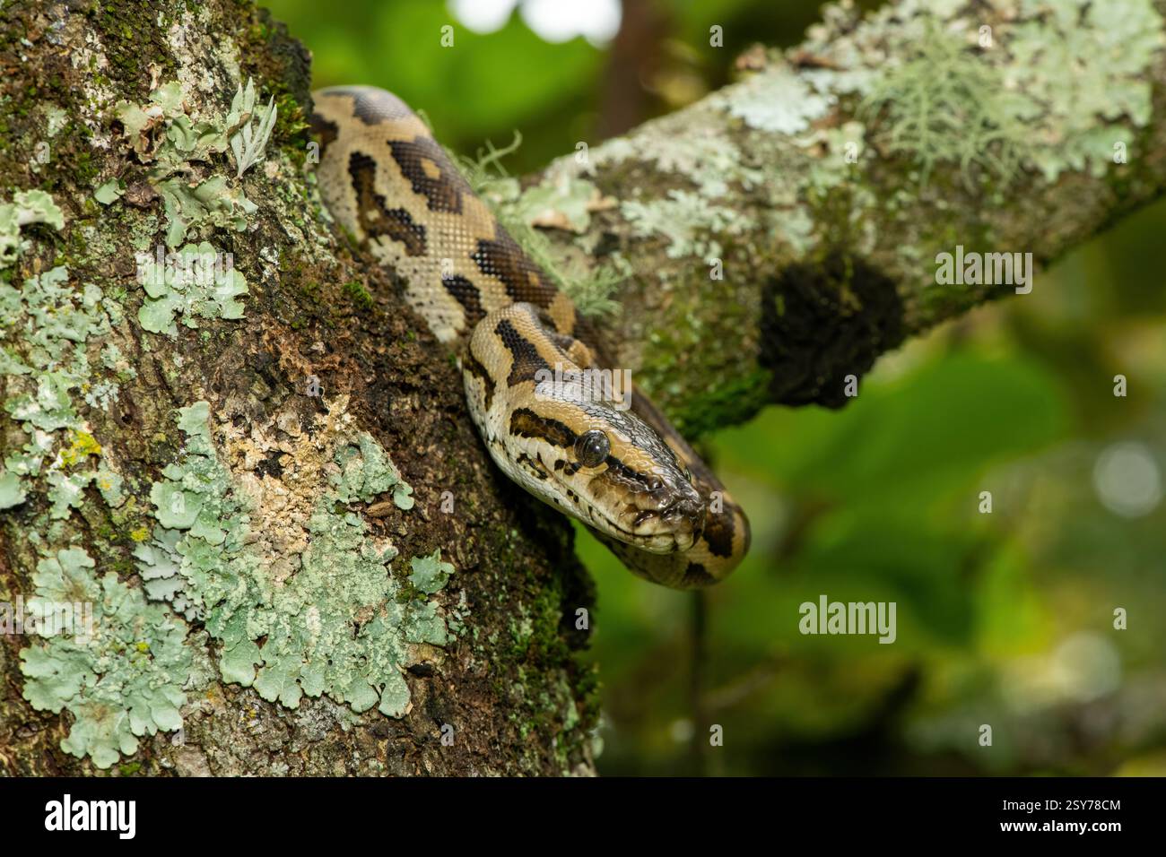 Eine wunderschöne Python aus dem südlichen Afrika (Python natalensis) in einem Baum, in freier Wildbahn Stockfoto