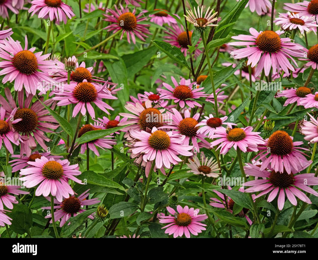 Blick auf ein Blumenbeet mit einer Vielzahl von Blütenständen des purpurnen Koneflors, Echinacea purpurea Stockfoto