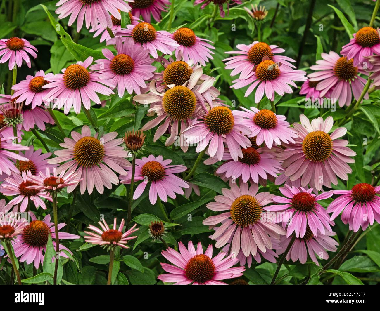 Blick auf ein Blumenbeet mit einer Vielzahl von Blütenständen des purpurnen Koneflors, Echinacea purpurea Stockfoto