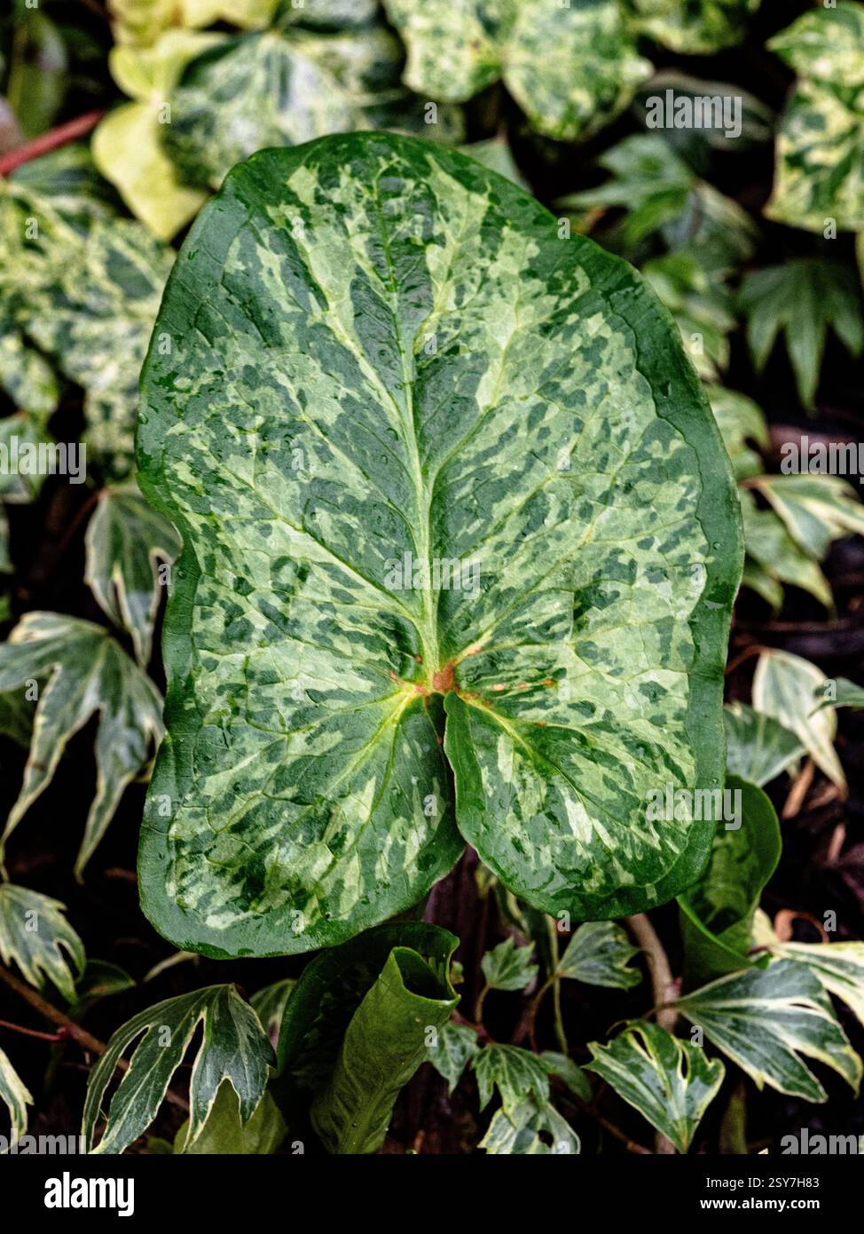 Das große gesprenkelte Blatt von Arum 'Chamäleon'. Stockfoto