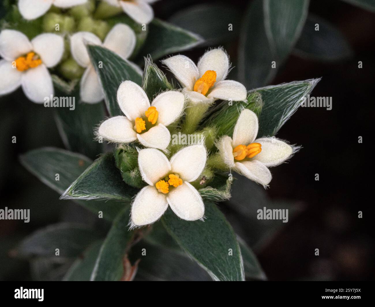 Eine Nahaufnahme der weißen sternförmigen Blüten von Pimelea barbata Stockfoto