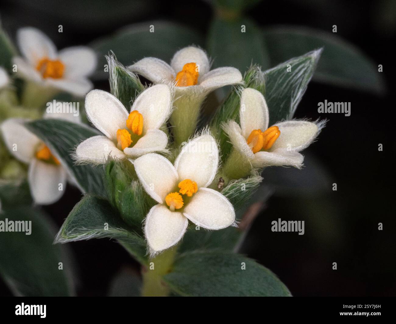 Eine Nahaufnahme der weißen sternförmigen Blüten von Pimelea barbata Stockfoto