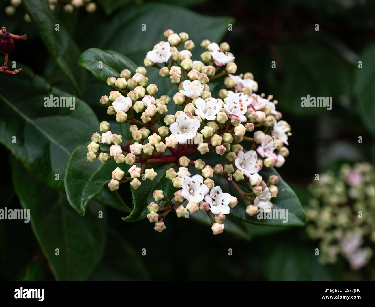 Eine Nahaufnahme eines vollen Kopfes der kleinen weißen Blüten des winterblühenden immergrünen Viburnum tinus Stockfoto