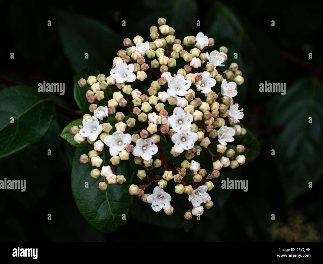 Eine Nahaufnahme eines vollen Kopfes der kleinen weißen Blüten des winterblühenden immergrünen Viburnum tinus Stockfoto