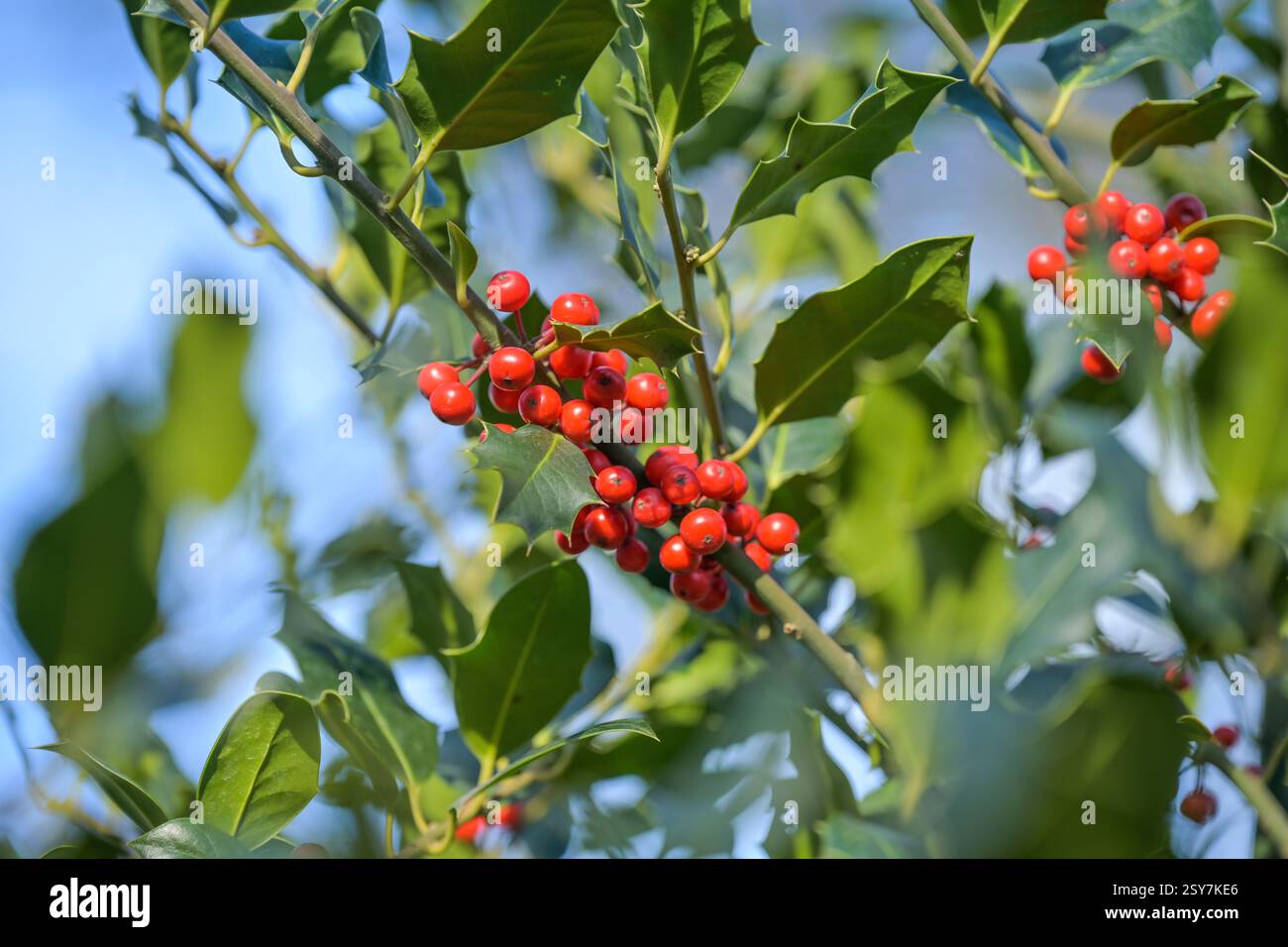 Rote Früchte Europäische Stechpalme (Ilex aquifolium) Stockfoto