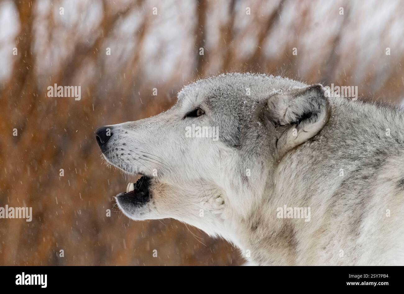 Wolf heulen; Winter; Montana Stockfoto