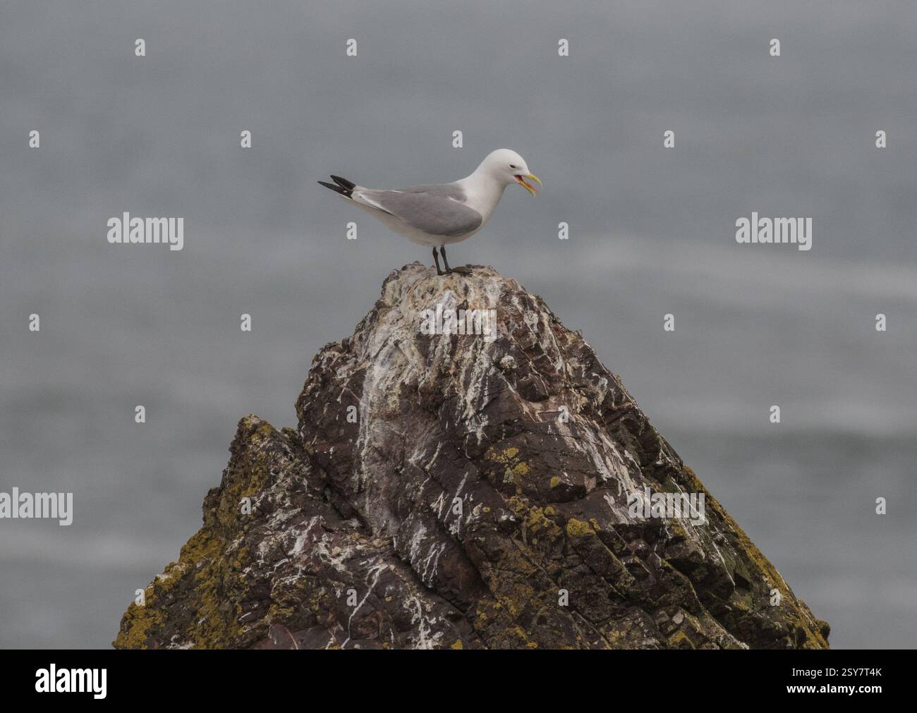 Ein Kittiwake (Rissa tridactyla) steht, Schnabel offen, ruft von einem Felsengipfel vor dem Hintergrund des Meeres. Schottland, Vereinigtes Königreich Stockfoto