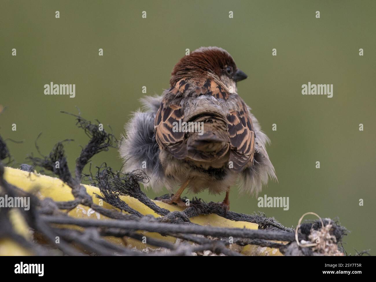 Ein wenig verfluchter männlicher Haussperling (Passer domesticus), der seine Federn rührt, um den Staub herauszuschütteln. Heutzutage eher knapp. Suffolk, Großbritannien Stockfoto