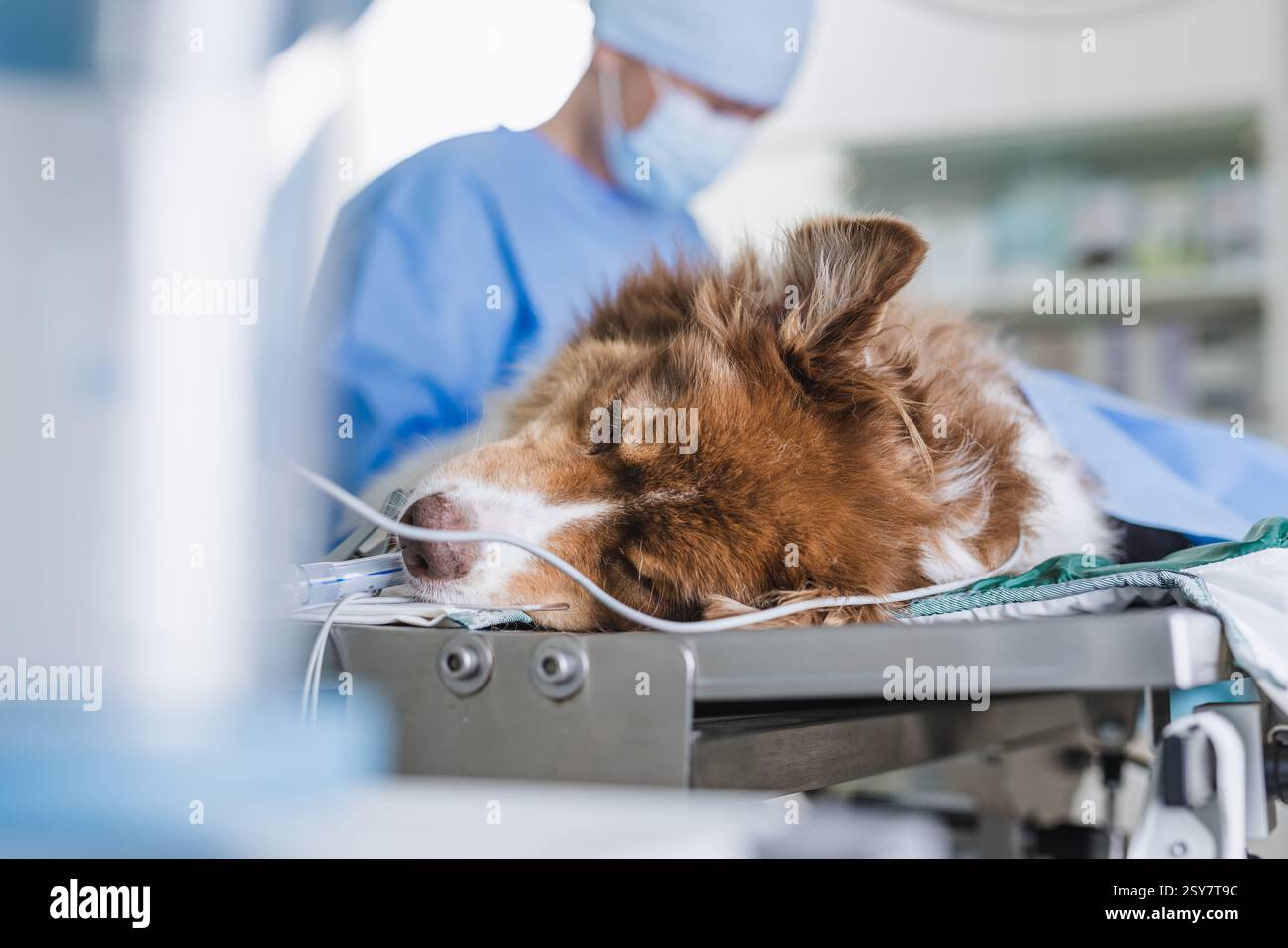 Tierarzt näht den Hund unter Narkose nach operativer Operation in einer Tierklinik. Veterinärchirurgisches Konzept. Stockfoto