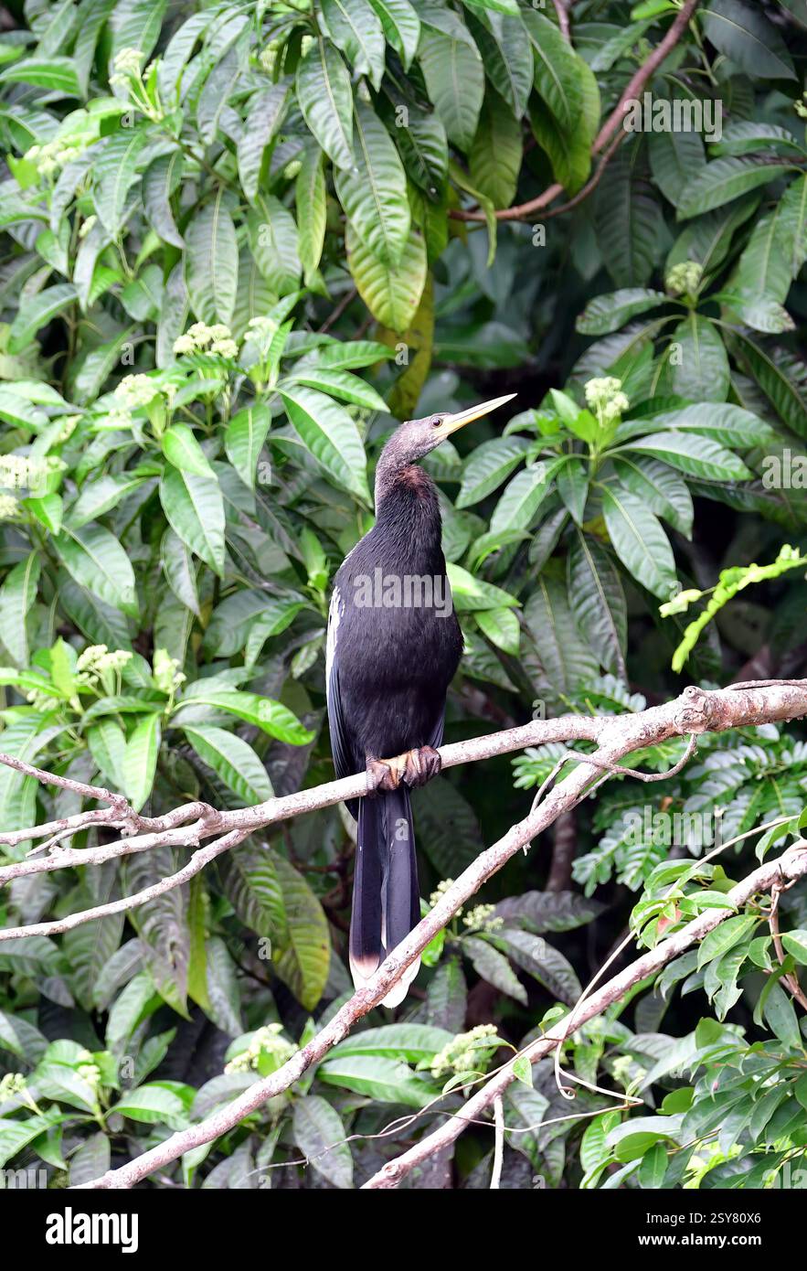 Snakebird, Darter, amerikanischer Darter, Anhinga anhinga anhinga, amerikanischer Schlangenhalsvogel, Lake Sandoval, Tambopata National Reserve, Peru Stockfoto