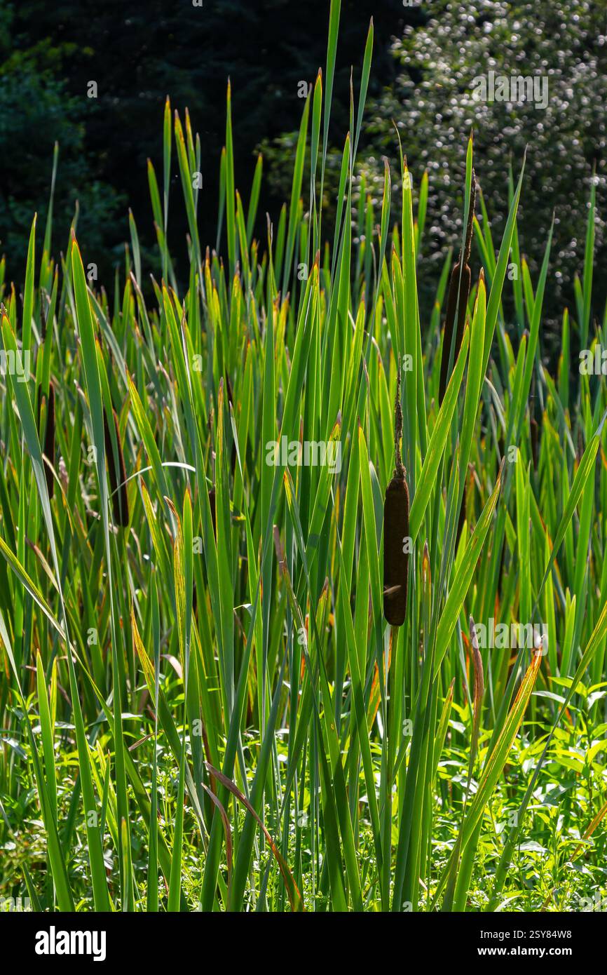 Die breitblättrige Fledermaus Typha latifolia bevorzugt sumpfige Lebensräume, besiedelt oft die Ufer von Teichen. Stockfoto