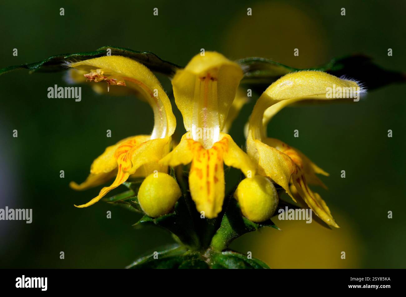 Makrofotografie der gelben Blüten des gelben Erzengels (Lamium galeobdolon) Stockfoto