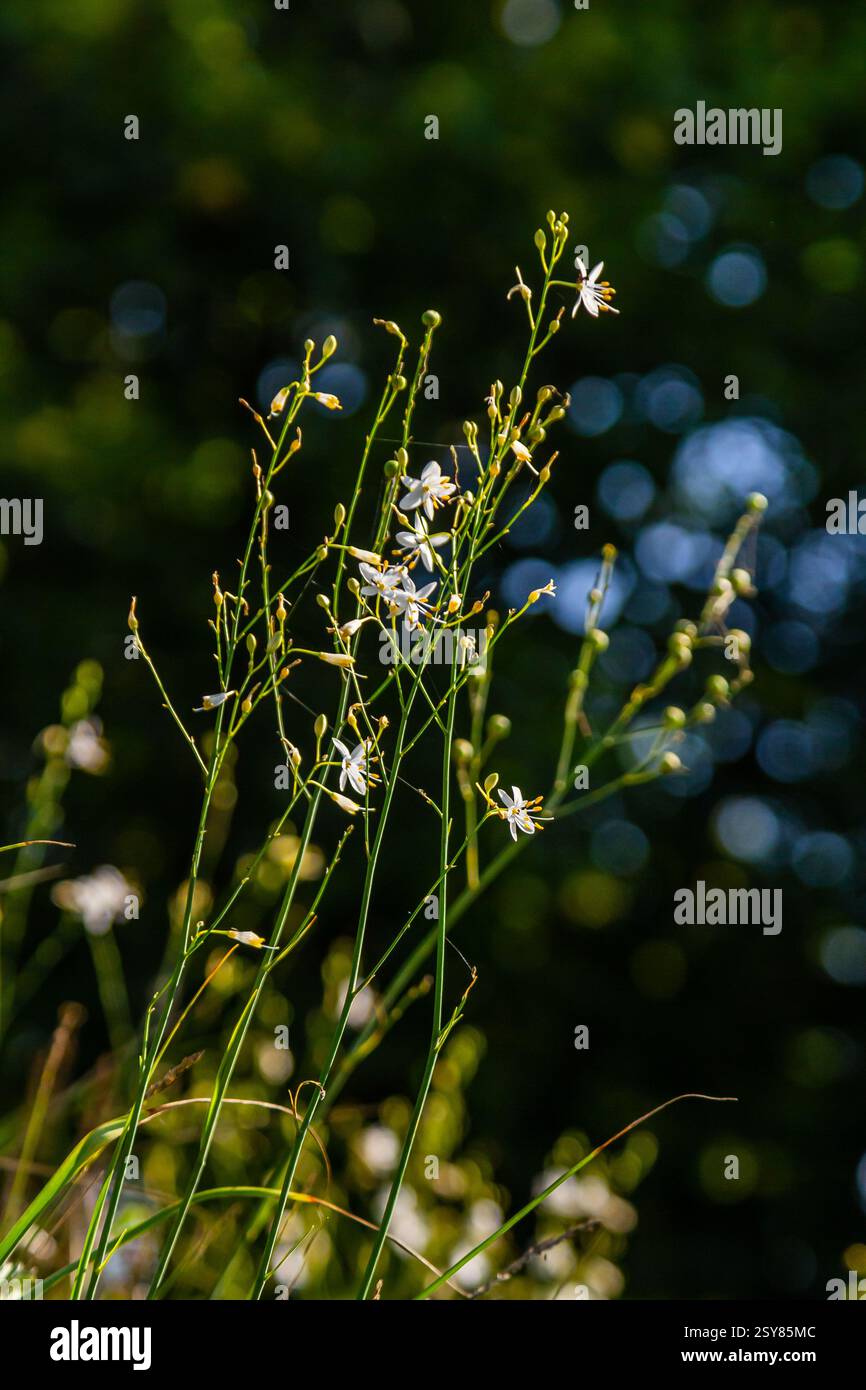 Zerbrechliche weiße und gelbe Blüten von Anthericum ramosum, sternförmig, wachsen auf einer Wiese in wilder Wildnis, verschwommener grüner Hintergrund, warme Farben, helles an Stockfoto