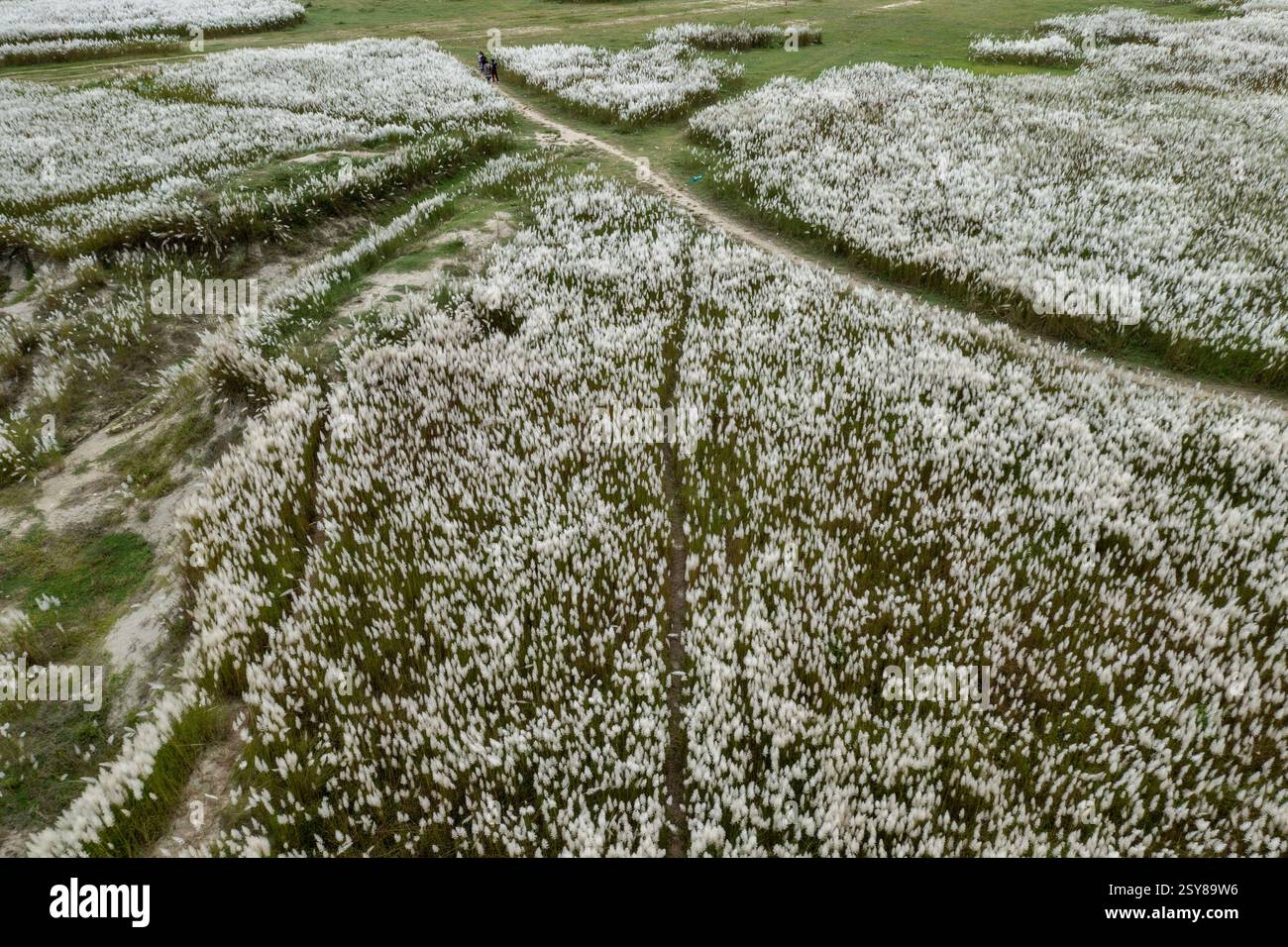 Ein Blick aus der Vogelperspektive auf eine riesige Landschaft, die mit blühenden Kans-Grasblumen bedeckt ist und den Herbst am Stadtrand von Dhaka, Bangladesch, signalisiert. Stockfoto